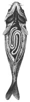 carp_8254_lg.gif