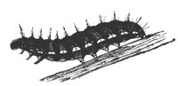 larva_8258_md.gif