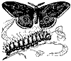 moth_8259_th.gif