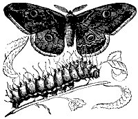 moth_8259_sm.gif