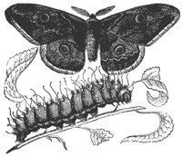 moth_8259_md.gif