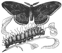moth_8259_lg.gif
