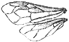 bee_wing_8260_th.gif