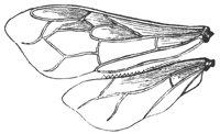 bee_wing_8260_lg.gif