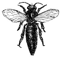 queen_bee_8261_sm.gif