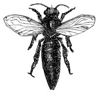 queen_bee_8261_md.gif