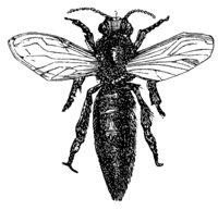 queen_bee_8261_lg.gif
