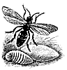 digger_wasp_8263_th.gif
