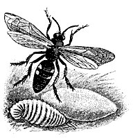 digger_wasp_8263_sm.gif