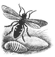 digger_wasp_8263_md.gif