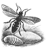 digger_wasp_8263_lg.gif
