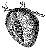 hornet_nest_8264_th.gif