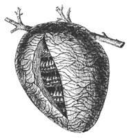 hornet_nest_8264_md.gif
