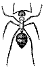 slave_ant_8265_th.gif