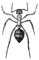 slave_ant_8265_sm.gif