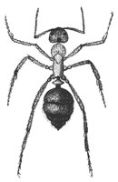slave_ant_8265_md.gif