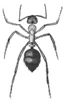 slave_ant_8265_lg.gif