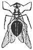 queen_ant_8266_th.gif