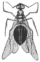 queen_ant_8266_sm.gif