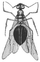 queen_ant_8266_md.gif