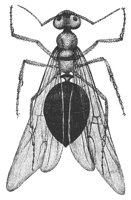queen_ant_8266_lg.gif