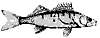 pike_perch_8283_th.gif