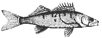 pike_perch_8283_sm.gif