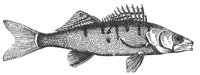 pike_perch_8283_lg.gif