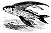flying_fish_8284_th.gif