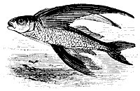 flying_fish_8284_sm.gif