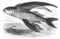 flying_fish_8284_md.gif