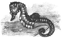 sea_horse_8285_lg.gif