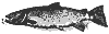 salmon_8286_th.gif