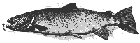 salmon_8286_sm.gif