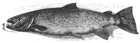 salmon_8286_lg.gif
