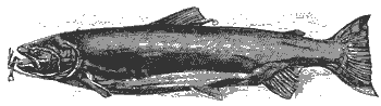 salmon_8287_md.gif