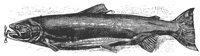 salmon_8287_lg.gif