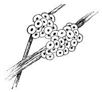 frog_eggs_8288_lg.gif