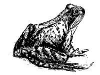 frog_8289_sm.gif