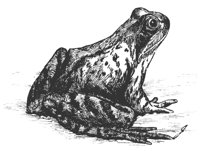 frog_8289_lg.gif