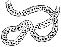toad_eggs_8290_md.gif