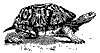 box_tortoise_8292_th.gif