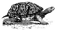 box_tortoise_8292_sm.gif