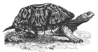box_tortoise_8292_md.gif
