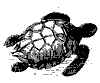 green_turtle_8293_th.gif