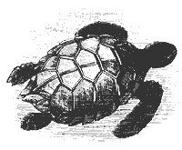 green_turtle_8293_sm.gif
