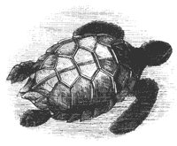 green_turtle_8293_md.gif