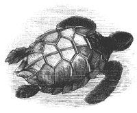 green_turtle_8293_lg.gif