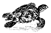 hawk_turtle_8294_th.gif