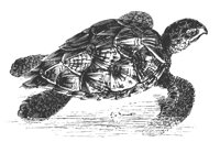 hawk_turtle_8294_lg.gif